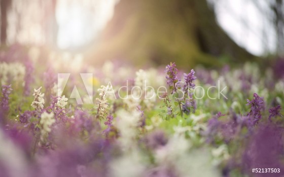 Picture of spring flowers in a colorful forest at sunset